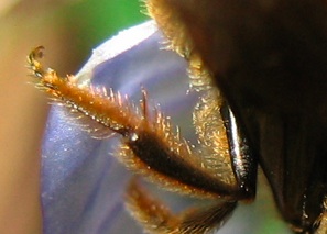 Macropis? No, Lasioglossum sp. (Apidae Halictinae)